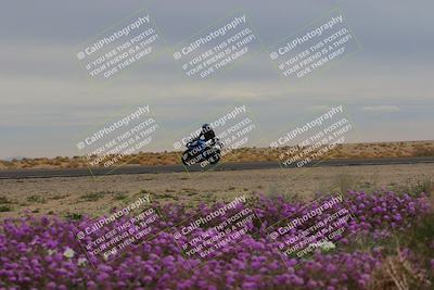 media/Jan-14-2023-SoCal Trackdays (Sat) [[497694156f]]/Turn 14 Exit Bloomig (145pm)/